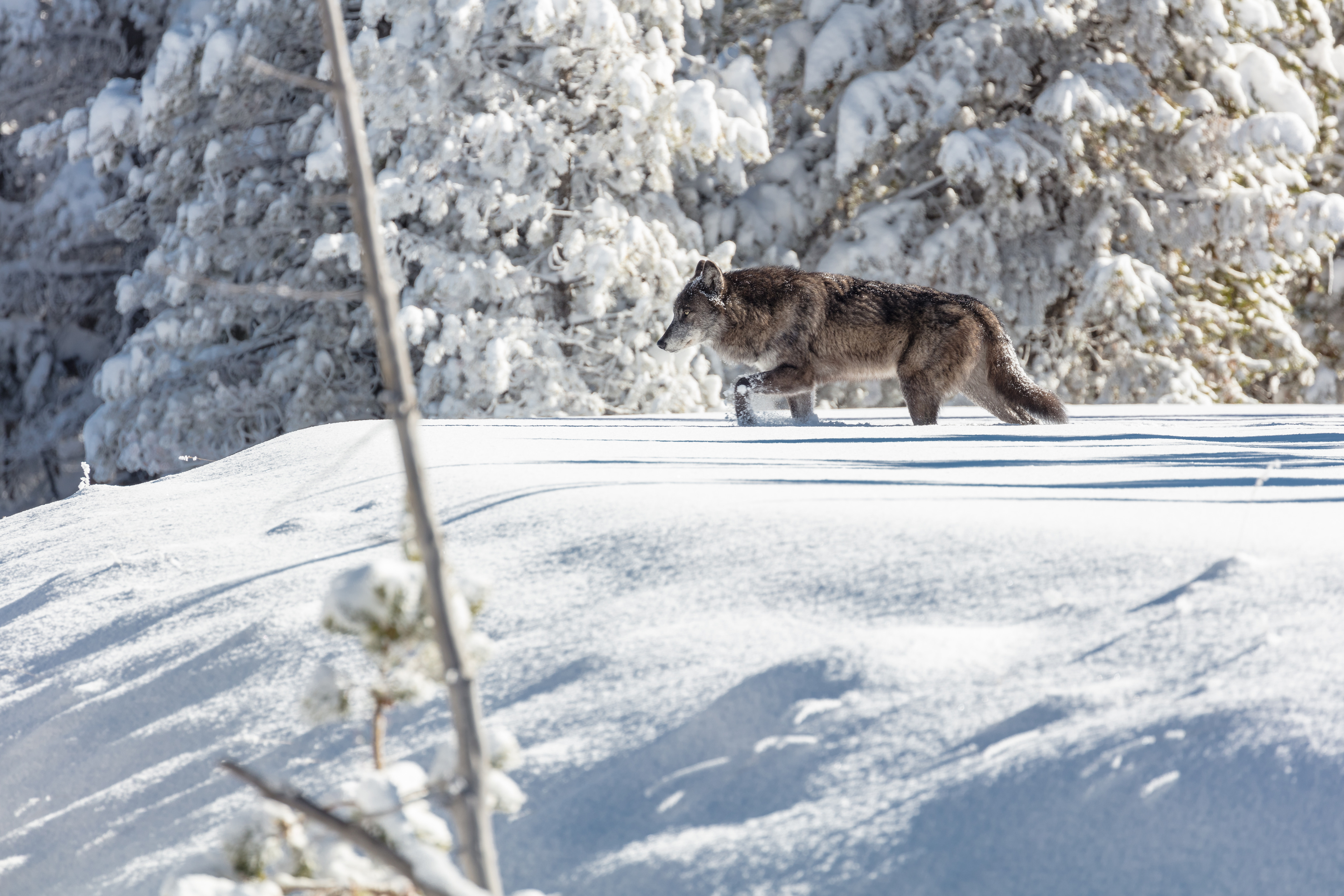 A black wolf is walking through new snow stepping ahead with front left leg.