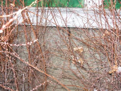 George Wallace House Foundation and Front Porch Cracks Harry S Truman NHS. These photos were taken to use as part of a PMIS request for funds to have the foundation and front porch replaced. 