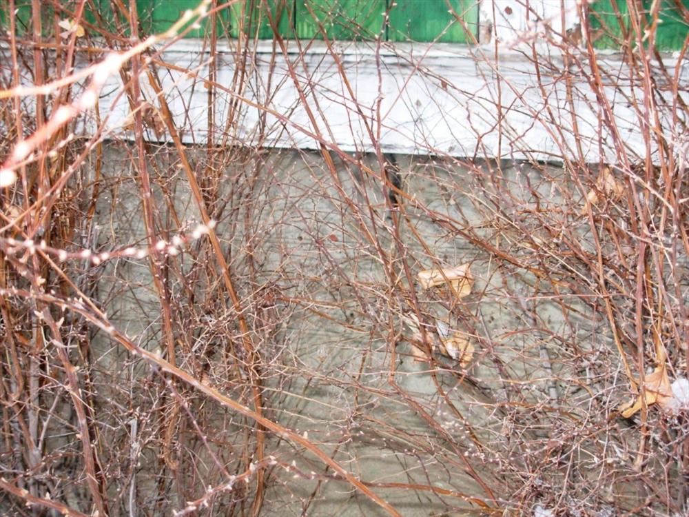 George Wallace House Foundation and Front Porch Cracks Harry S Truman NHS. These photos were taken to use as part of a PMIS request for funds to have the foundation and front porch replaced. 