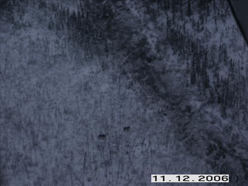 1 Yukon-Charley Rivers National Preserve Moose Survey November 2006