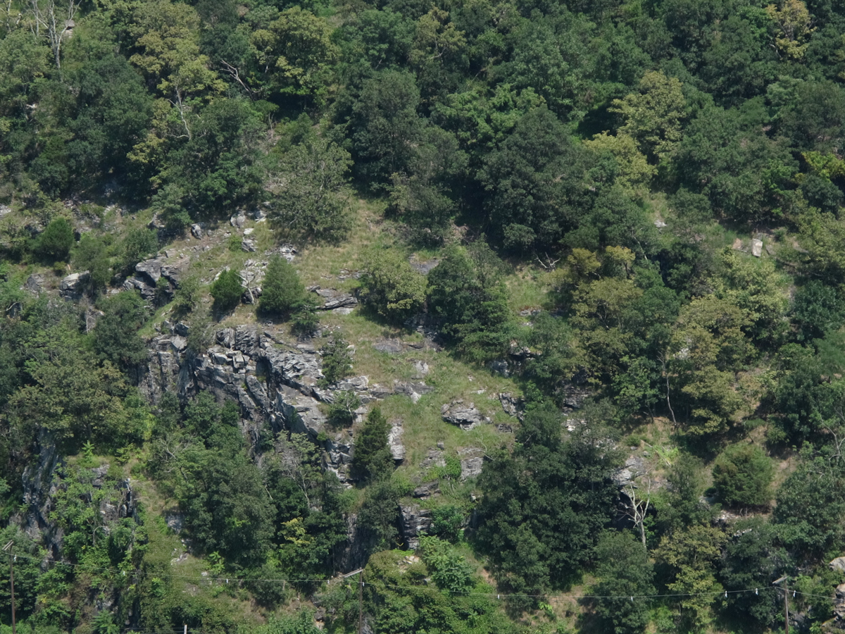 Chestnut Oak - Virginia Pine Woodland at Harpers Ferry NHP