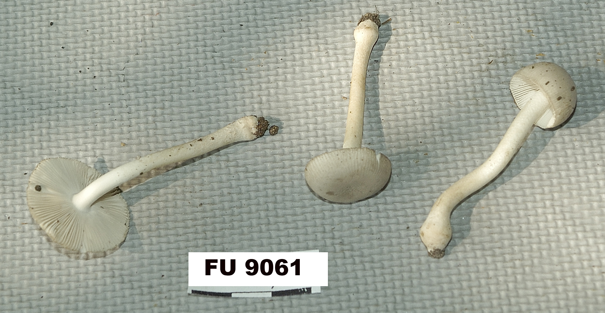 Image of Amanita farinosa, a species of fungi.