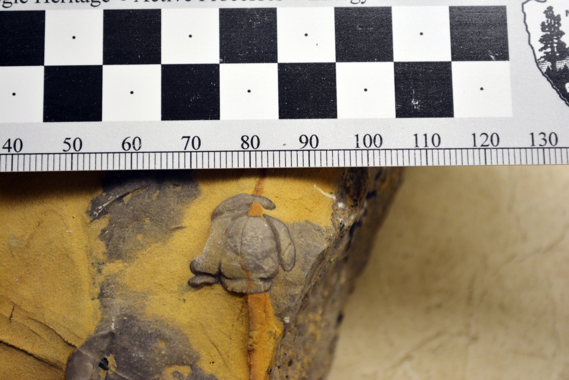 Round shaped fossil in a rock
