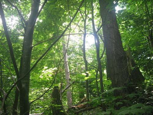 GRSM Accuracy Assessment. Plot Code: GRSM_AA_0751_6