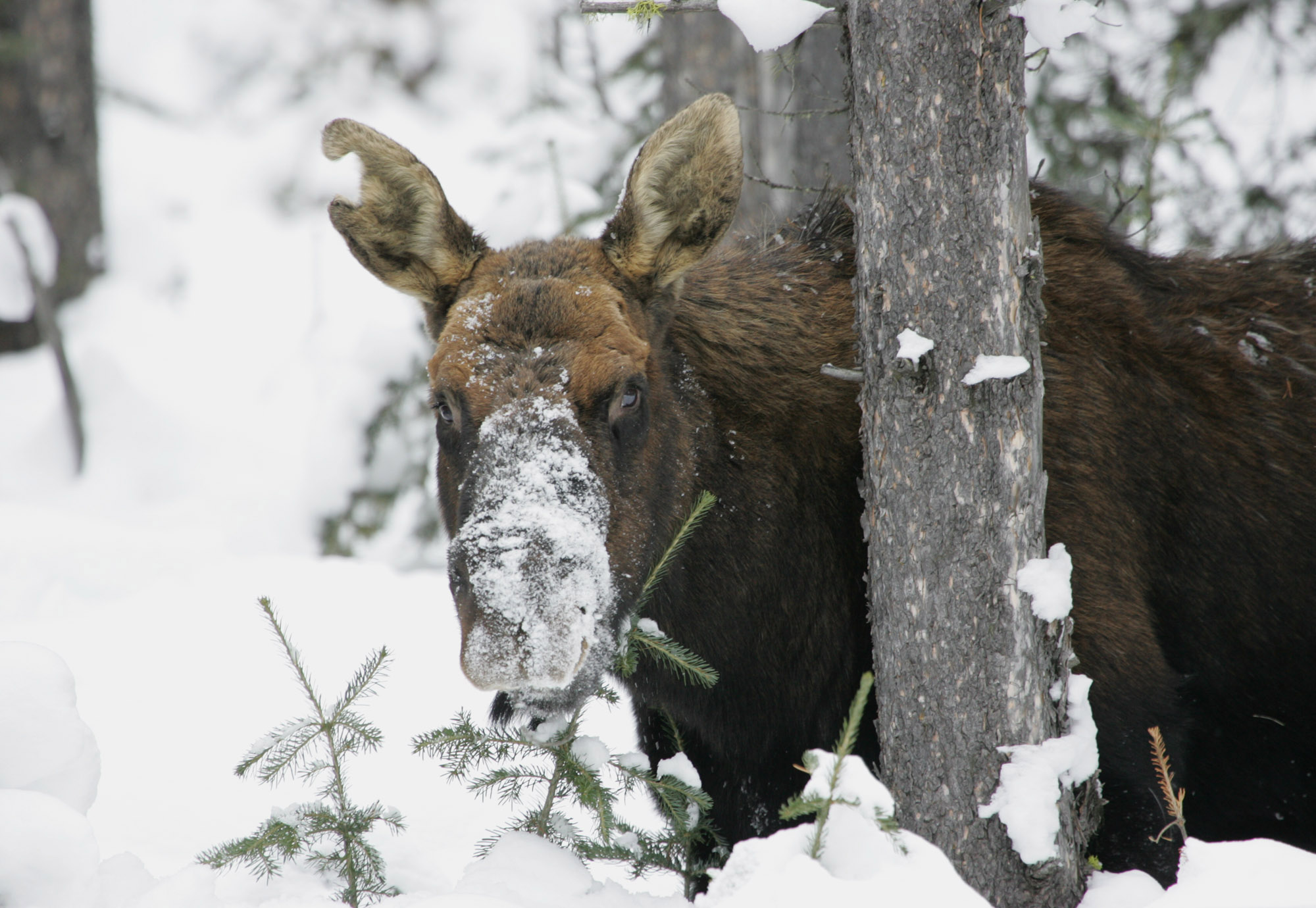 Bull moose is in deep snow eating a little conifer tree.