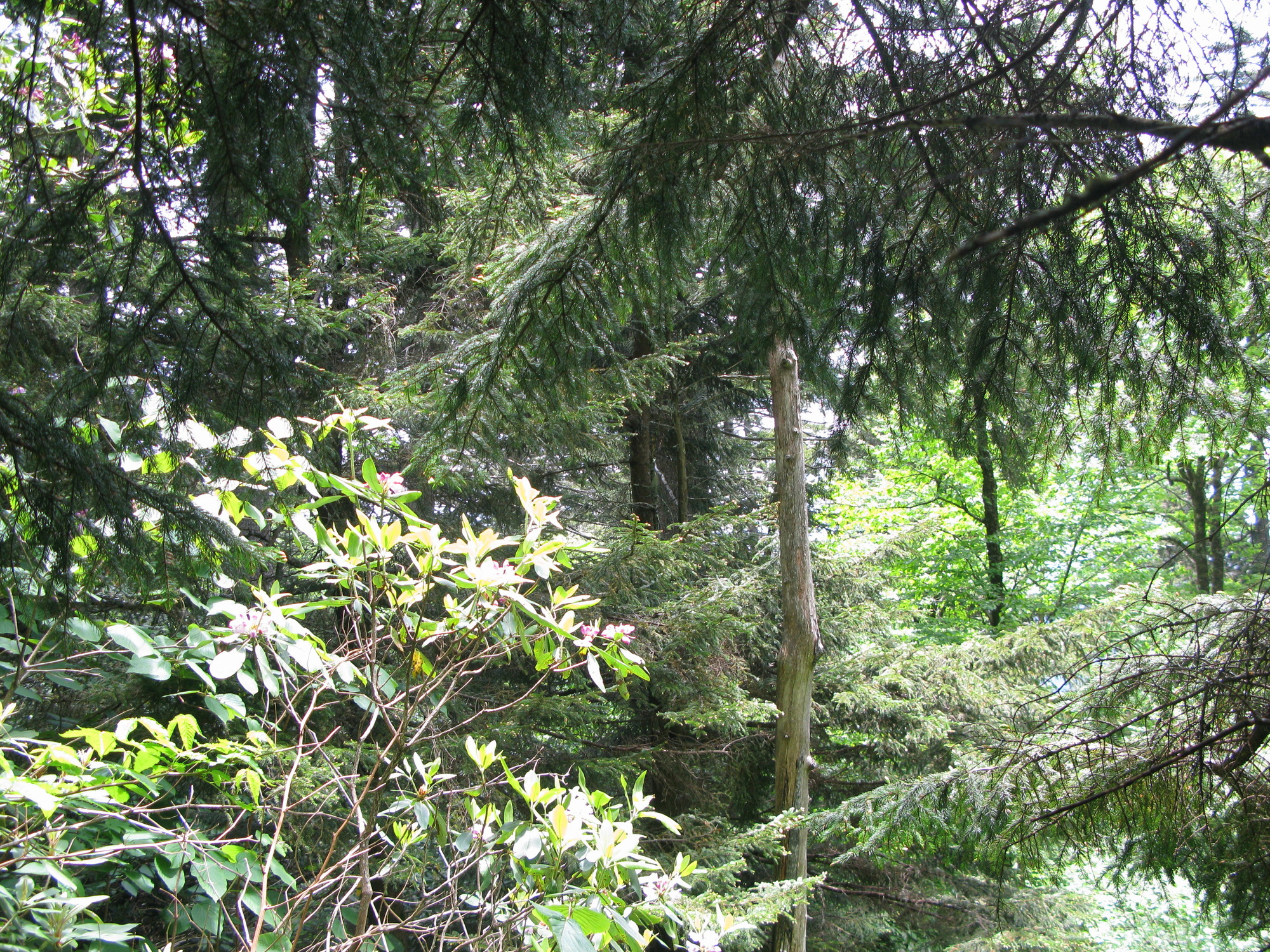 GRSM Accuracy Assessment. Plot Code: GRSM_AA_0084_3