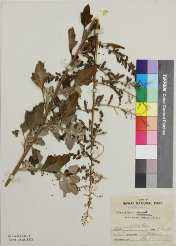 Chenopodium oahuense