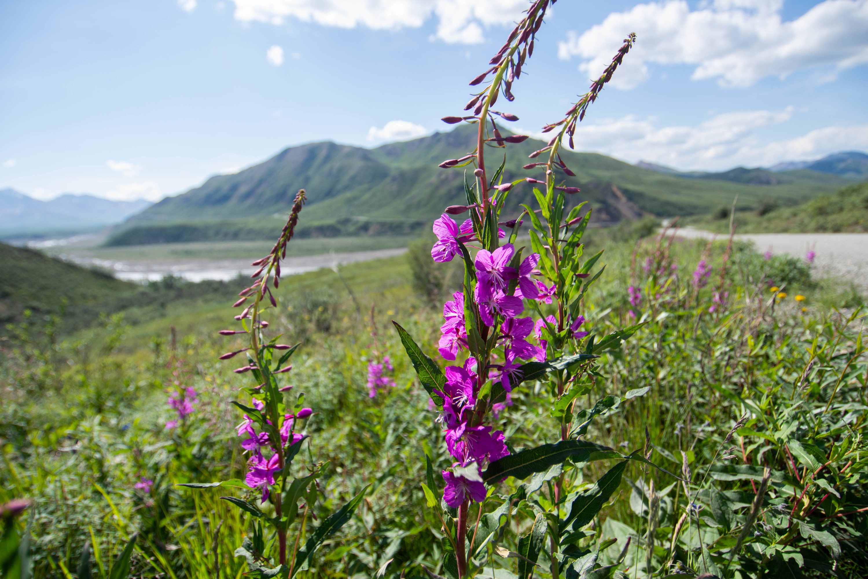 pink flower in front of a landscape of mountains and rivers