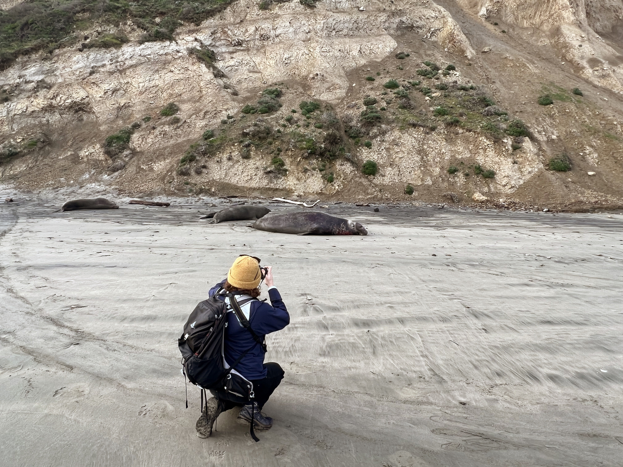 A park employee kneels on the beach while observing a group of seals through binoculars.