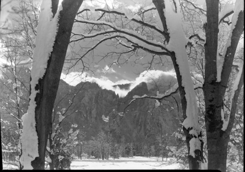 Job No. 101. Looking through oak trees toward Cathedral Rocks.