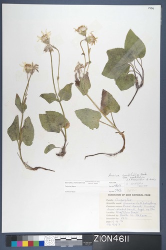 Herbarium Specimen Sheet 4611