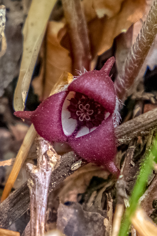 A dark maroon blossom shaped like a triangle with a light center framed by woody stems.