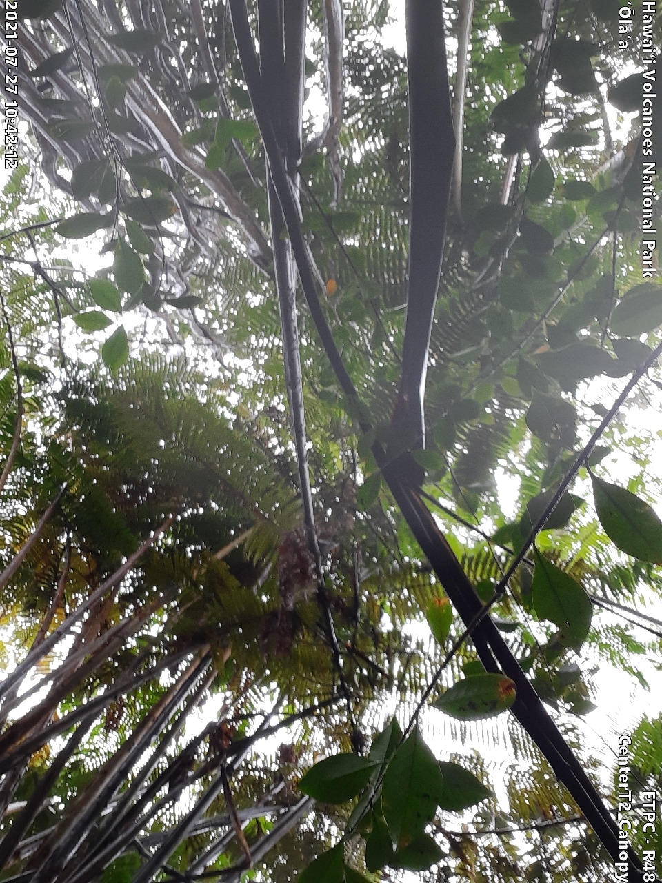 Eye-level view of plant community at monitoring site