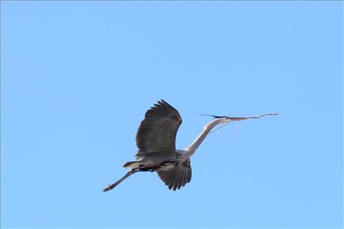 Great blue heron in Cuyahoga Valley National Park
