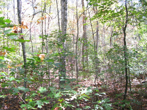 GRSM Accuracy Assessment. Plot Code: GRSM_AA_0337_3