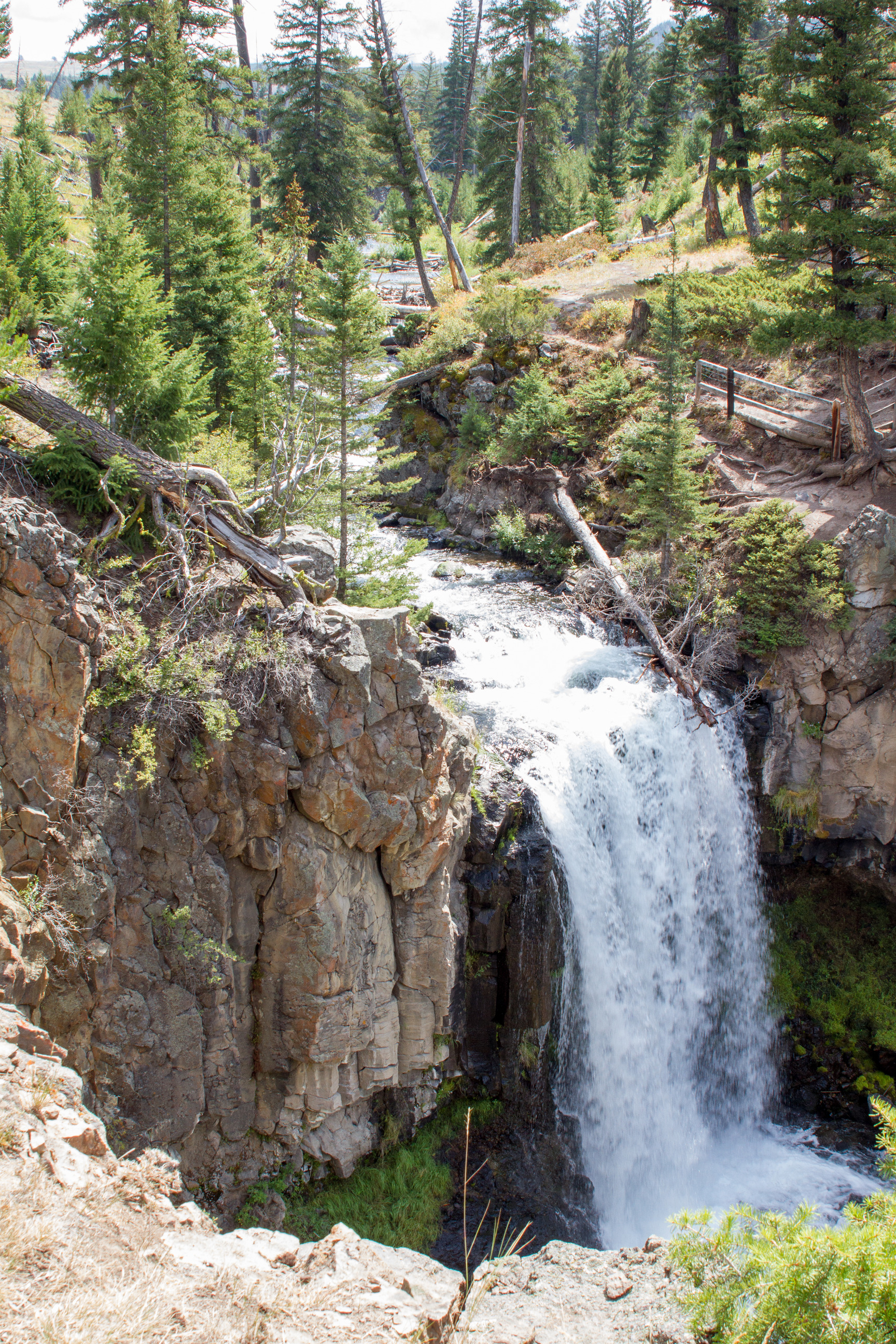 The creek flows through an open conifer forest and then over a cliff.