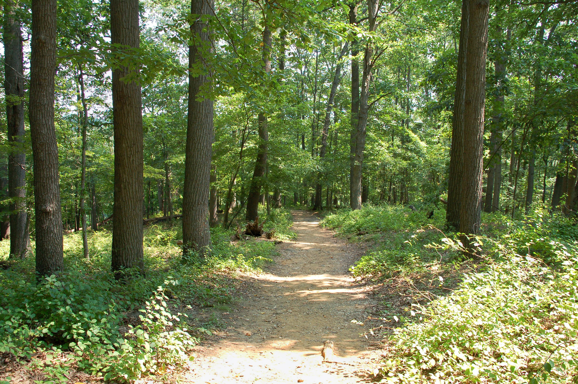 Wooded trail in Patapsco State Park