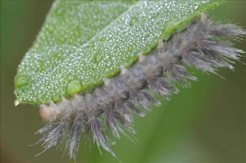 Tussock moth caterpillars in Cuyahoga Valley National Park