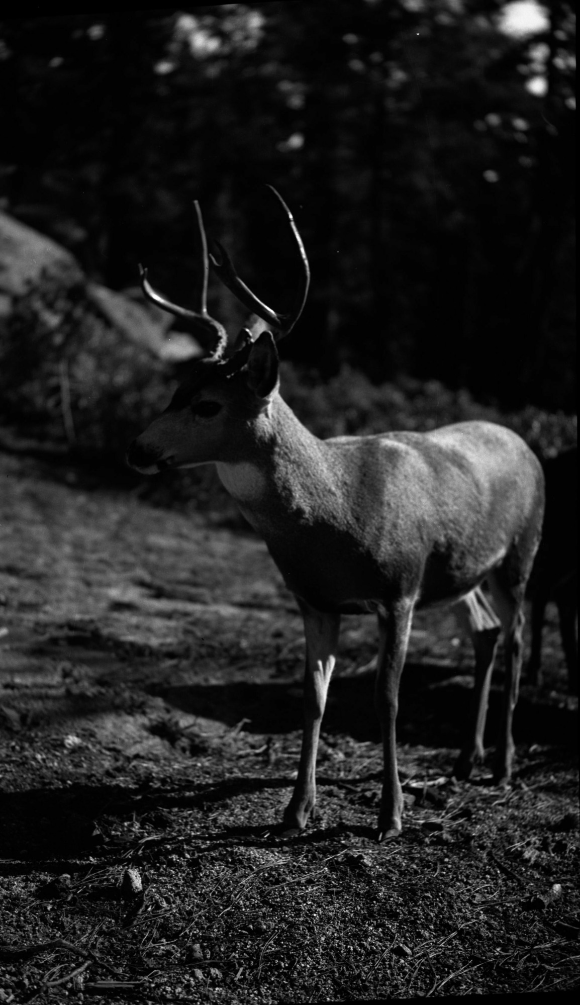 SEKI Roberts Collection Series: 2 Negatives; 3 Fauna