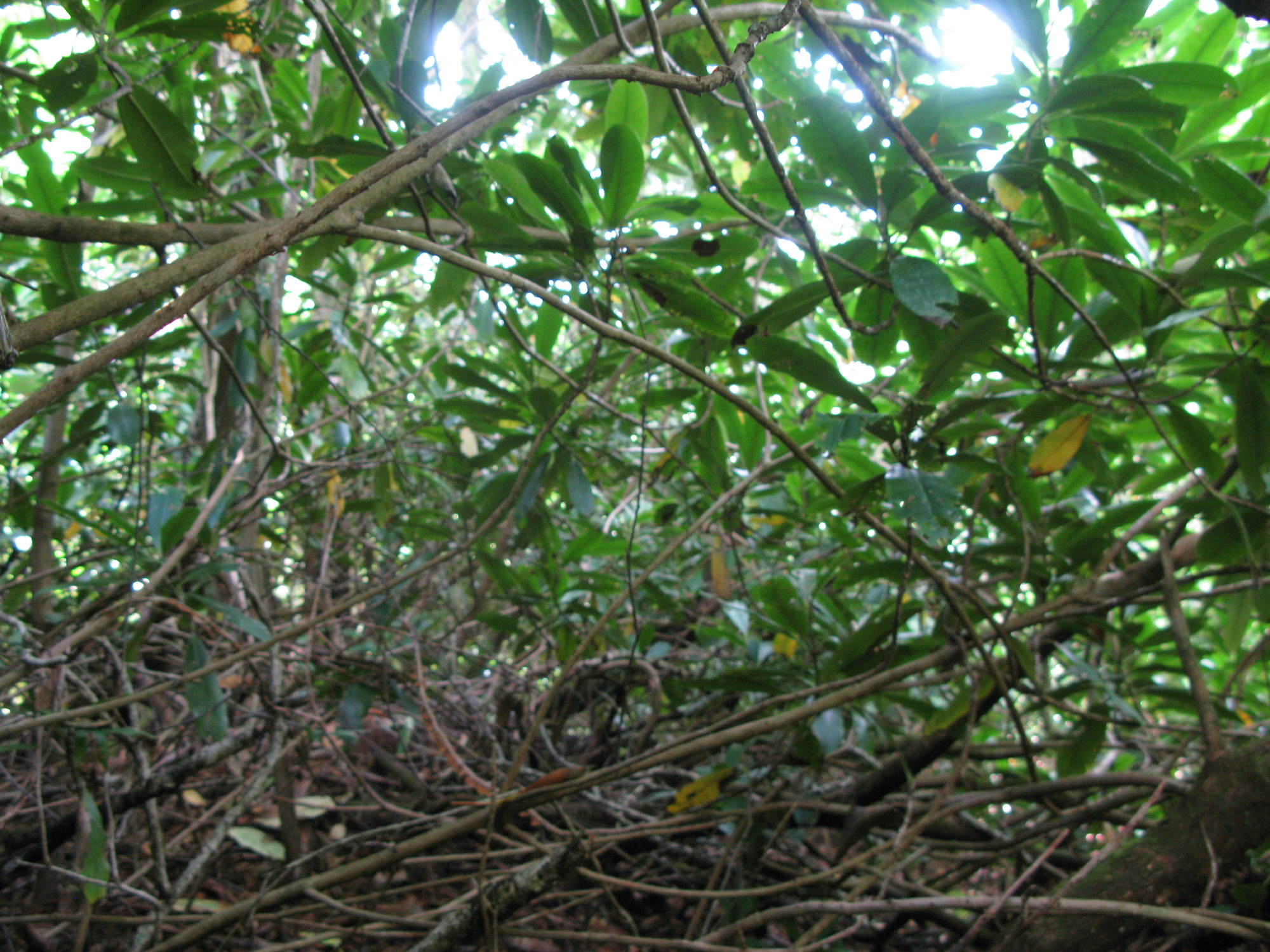 GRSM Accuracy Assessment. Plot Code: GRSM_AA_0553_2