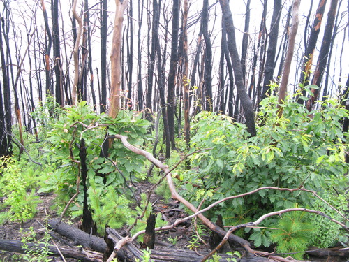 GRSM Accuracy Assessment. Plot Code: GRSM_AA_0818_4