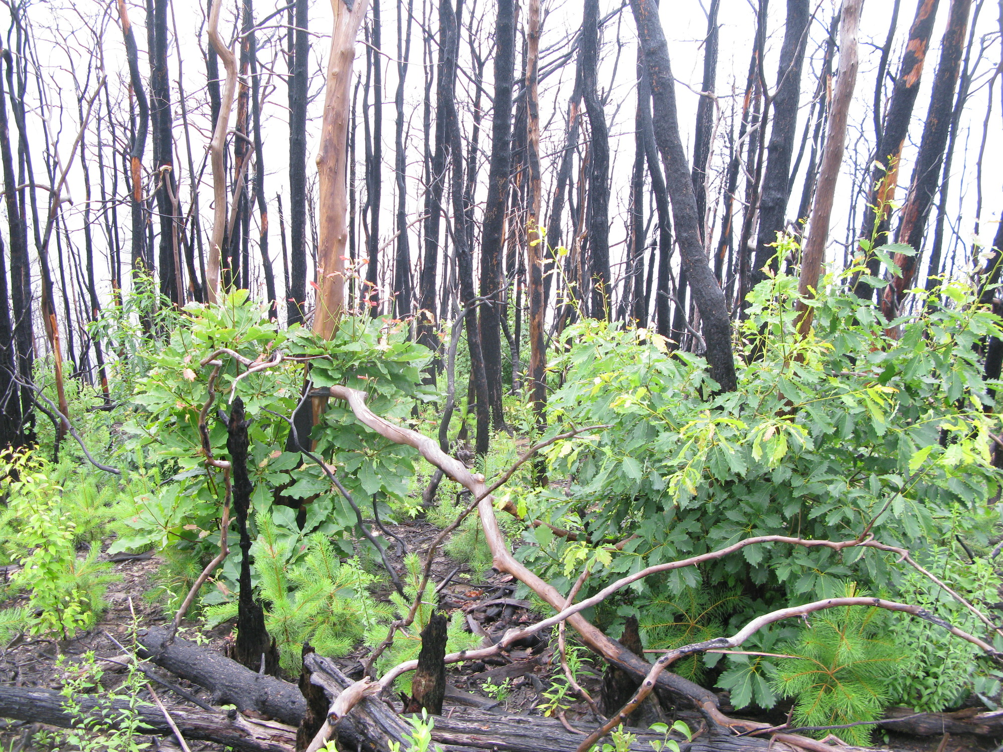 GRSM Accuracy Assessment. Plot Code: GRSM_AA_0818_4