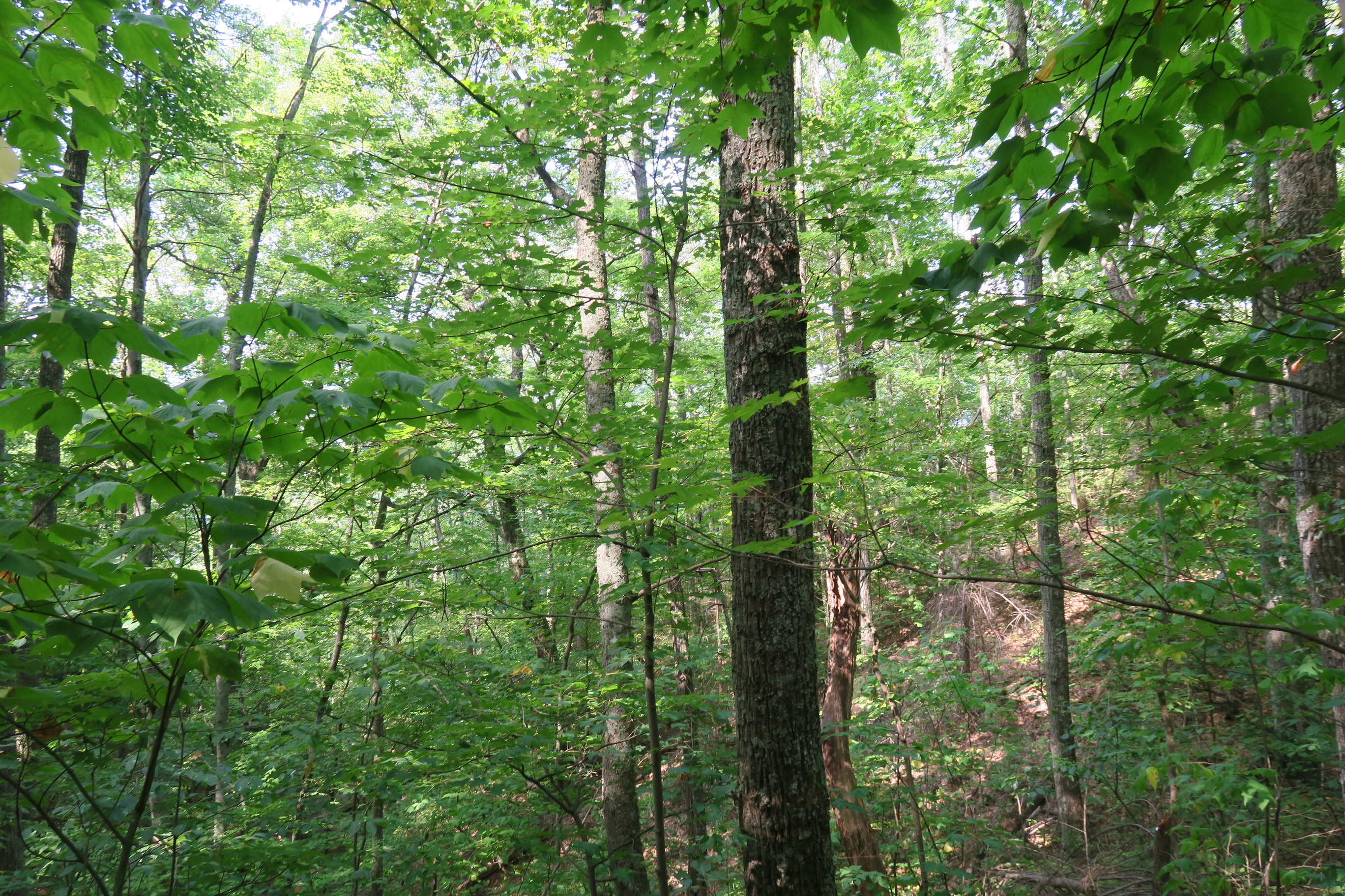 GRSM Accuracy Assessment. Plot Code: GRSM_AA_0940_5