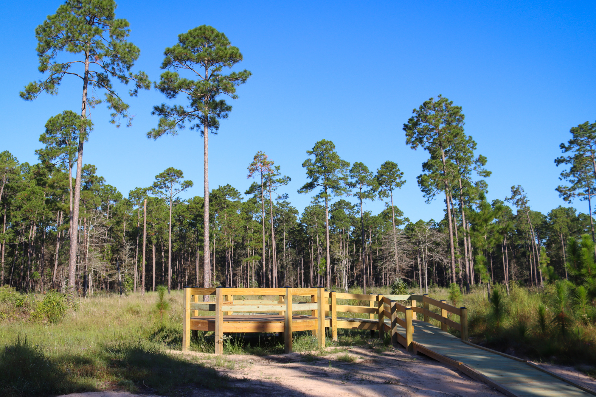 A small wooden platform, several feet off the ground, stands in a sunny, grassy field with tall pines in the distance.