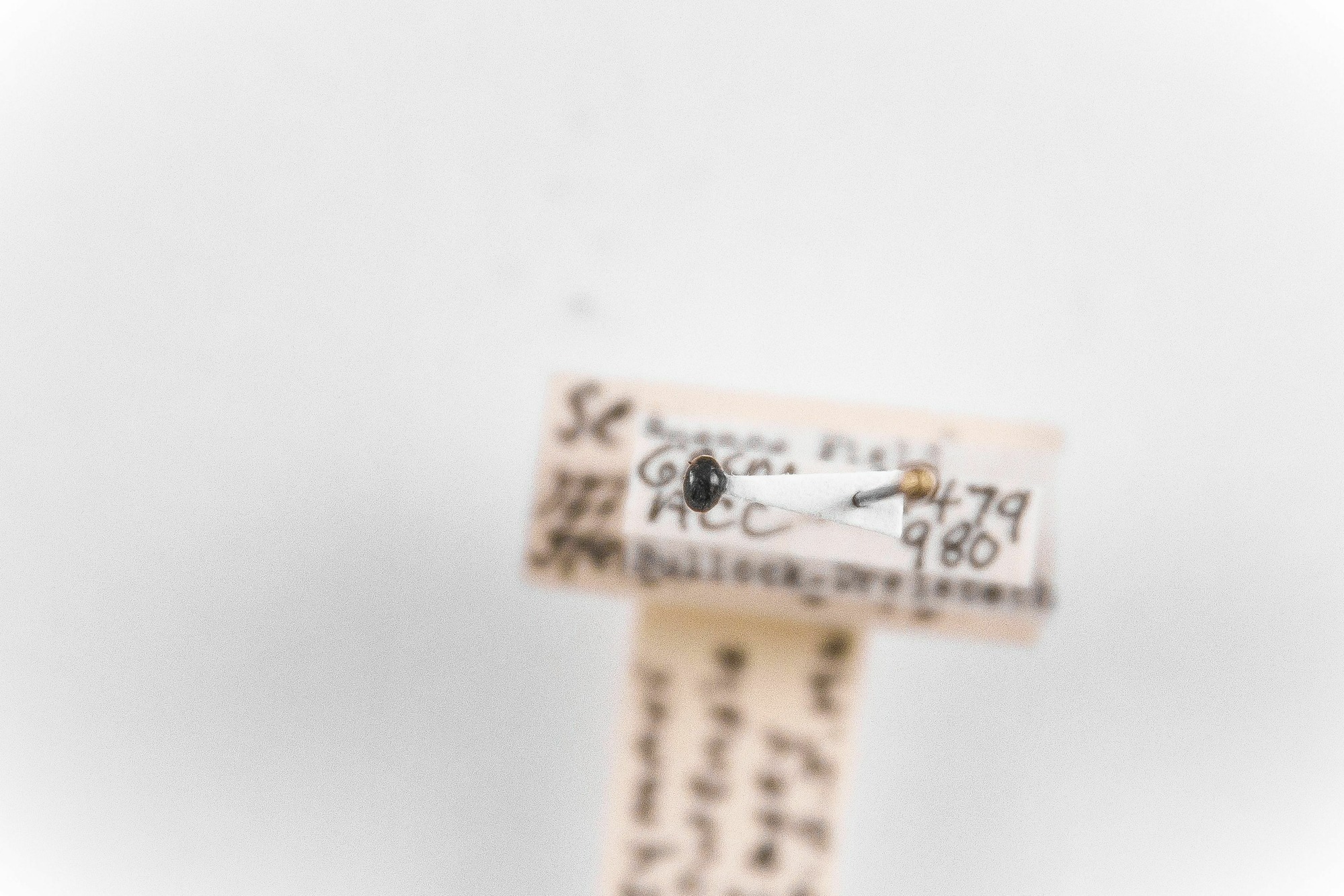 Image of Scymnus iowensis, a species of Animalia