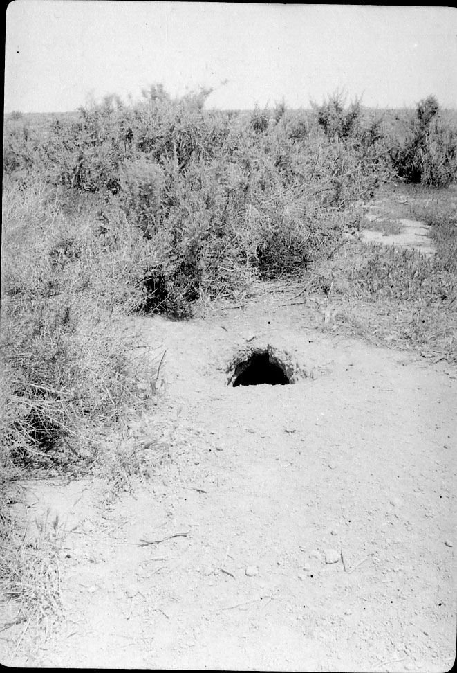 Dirt cave? Possibly shelter for a coyote?