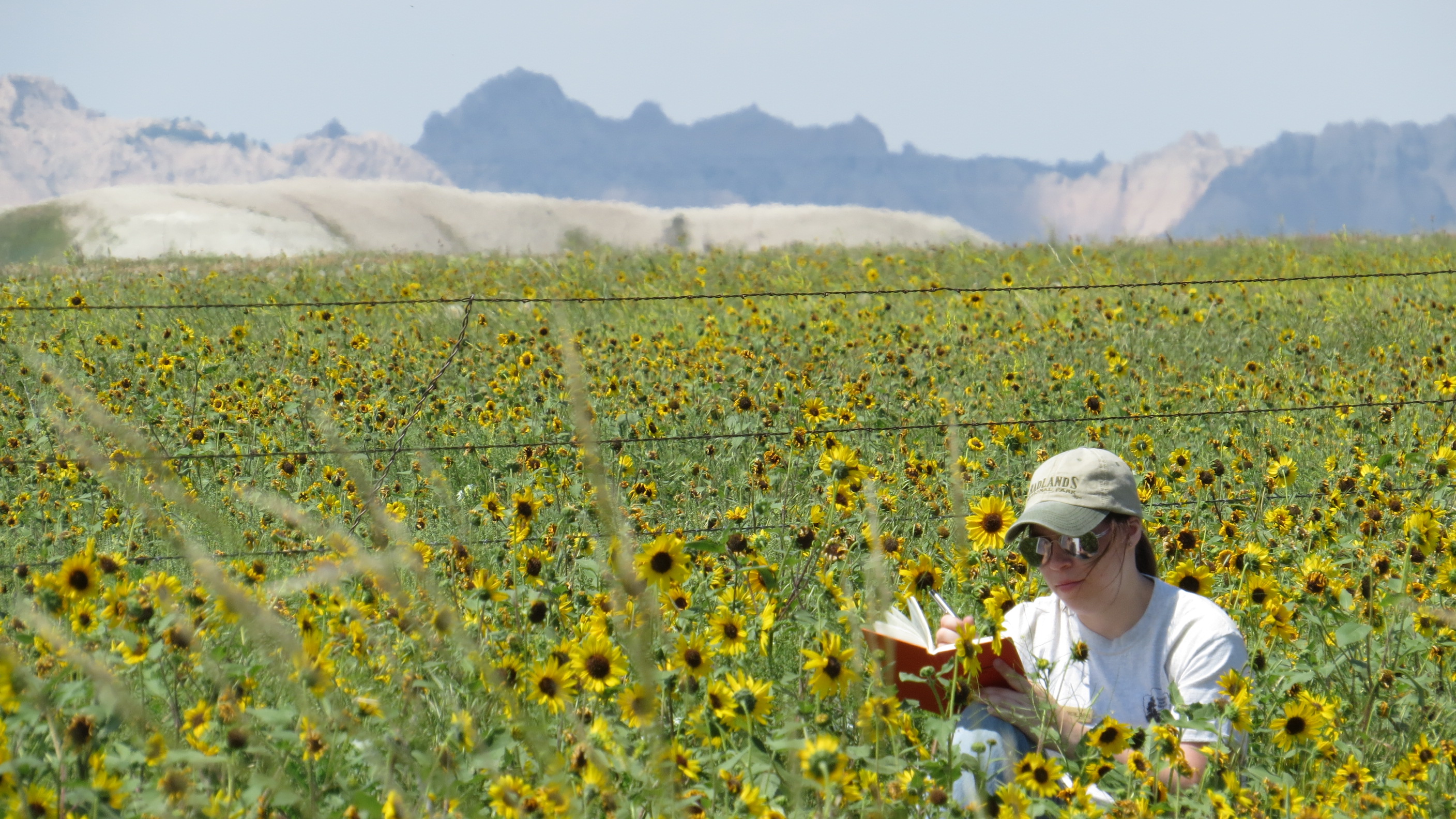 a young woman in a cap and short sleeves takes notes in a journal while sitting in a field of sunflowers. 