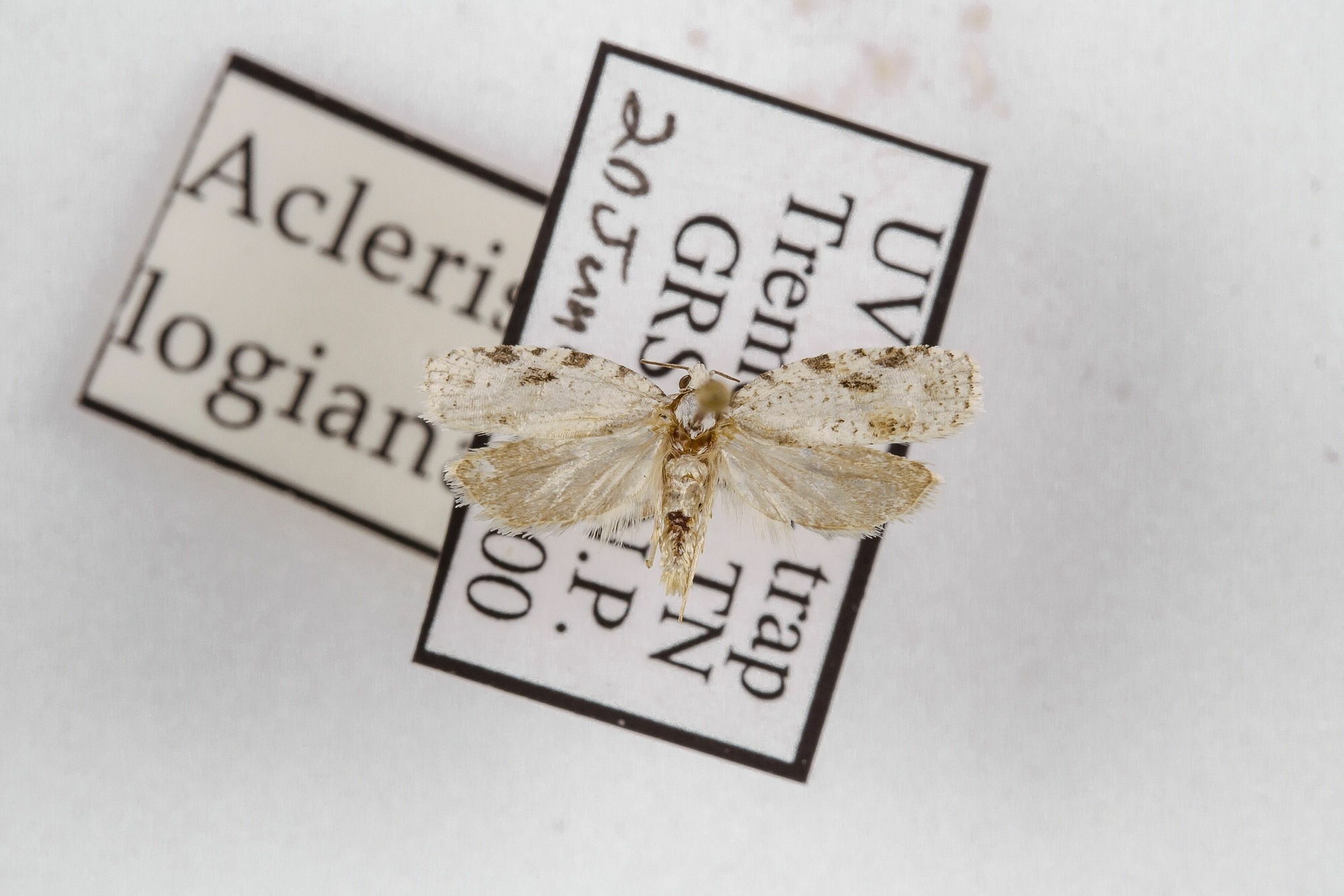 Image of Acleris logiana, a species of Animalia