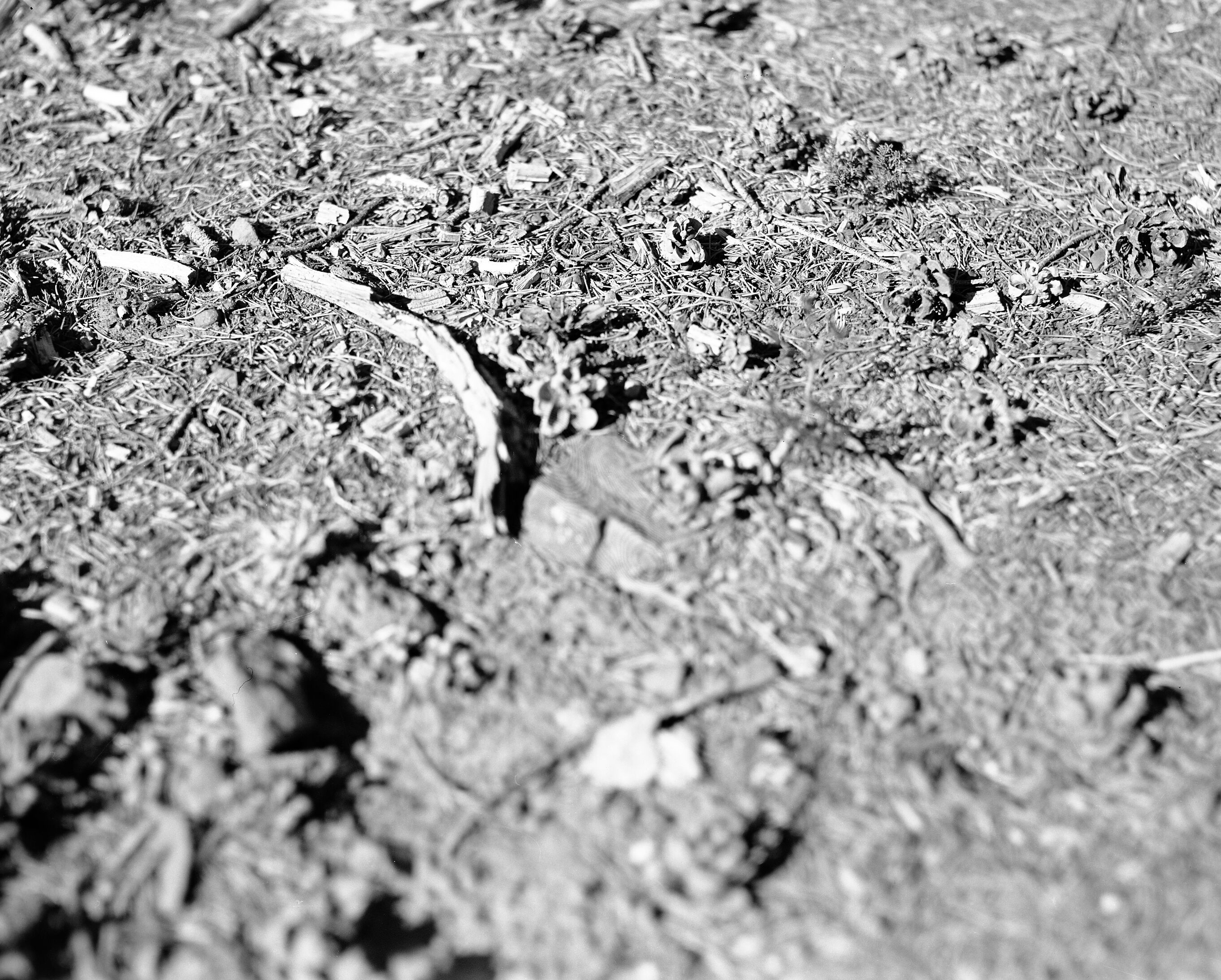 Duff and other forest floor materials- in a pinyon-jupiter forest