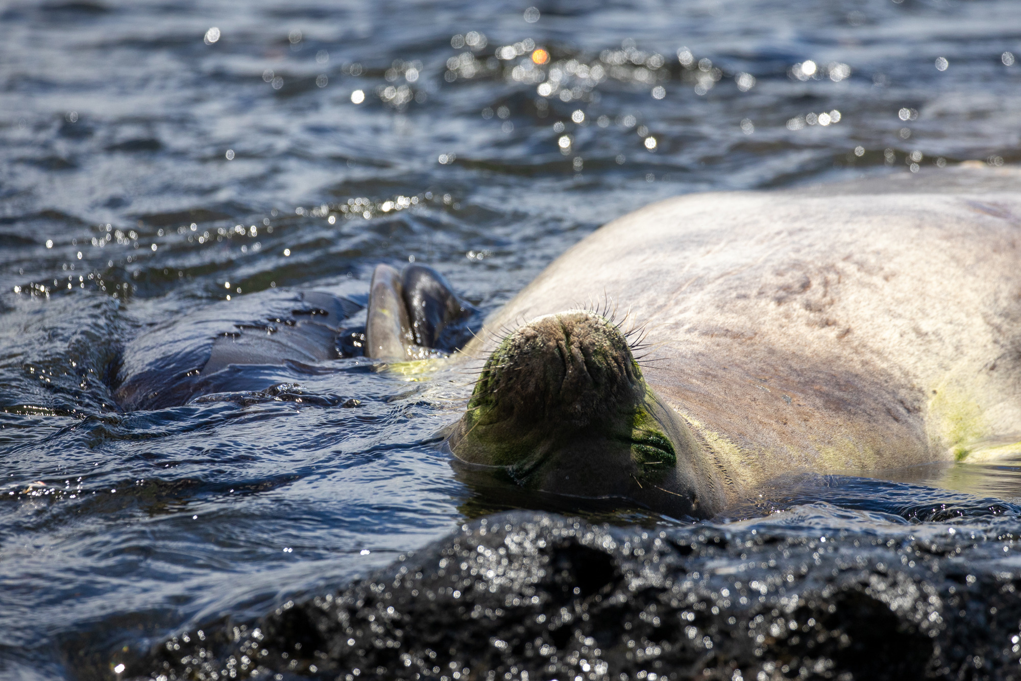 Two monk seals floating in water with their flippers touching. 