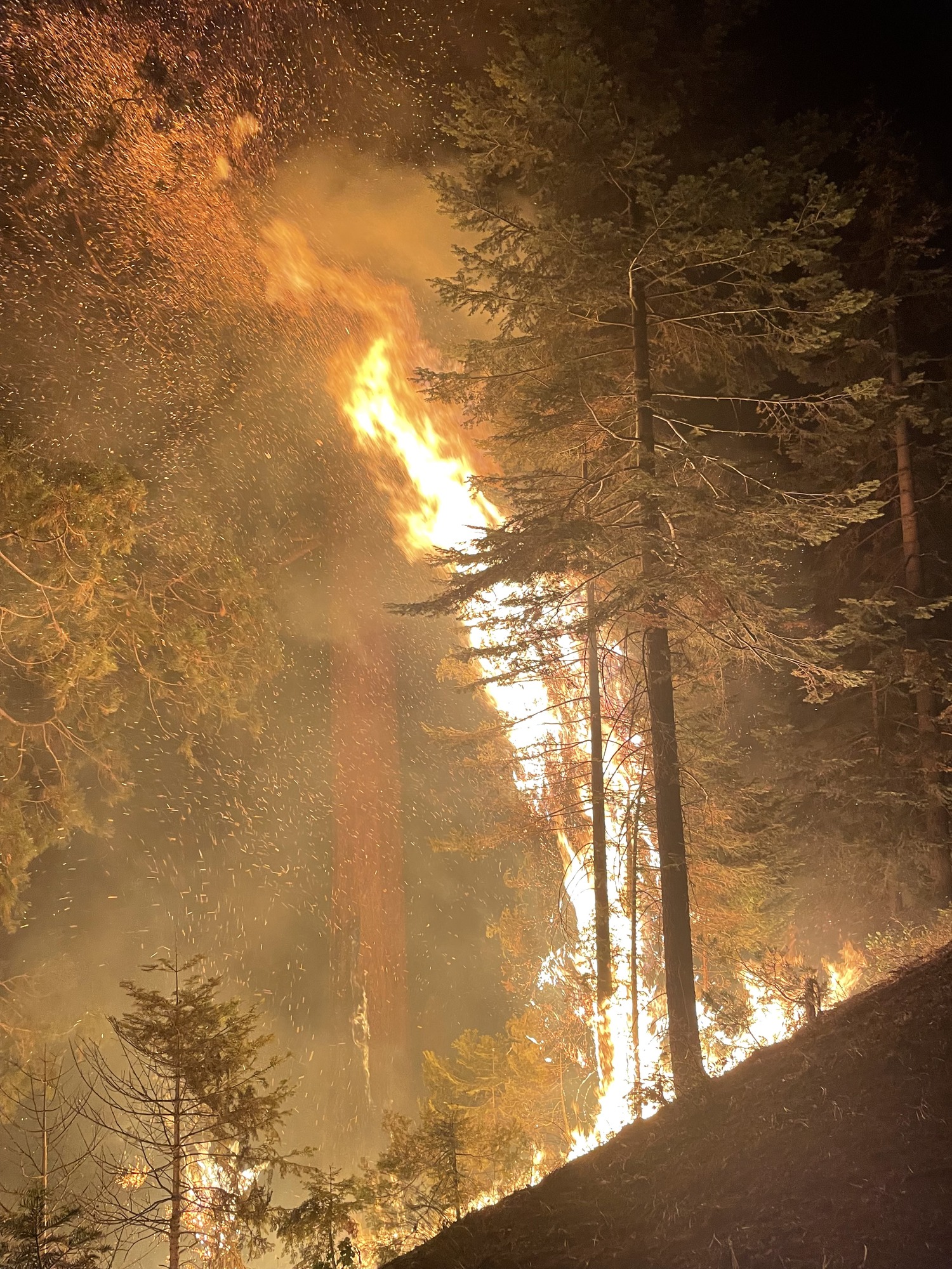 A huge flame throws sparks into the canopy of a forest on a steep hillside