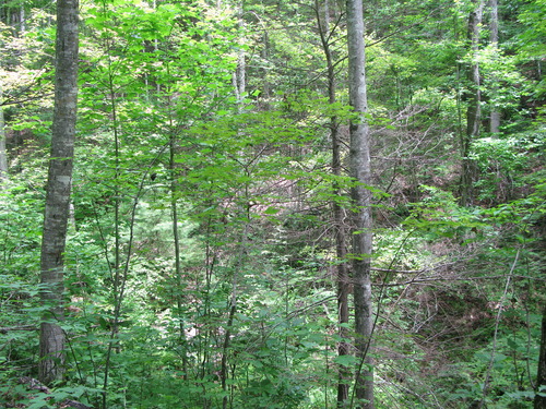 GRSM Accuracy Assessment. Plot Code: GRSM_AA_0088_2