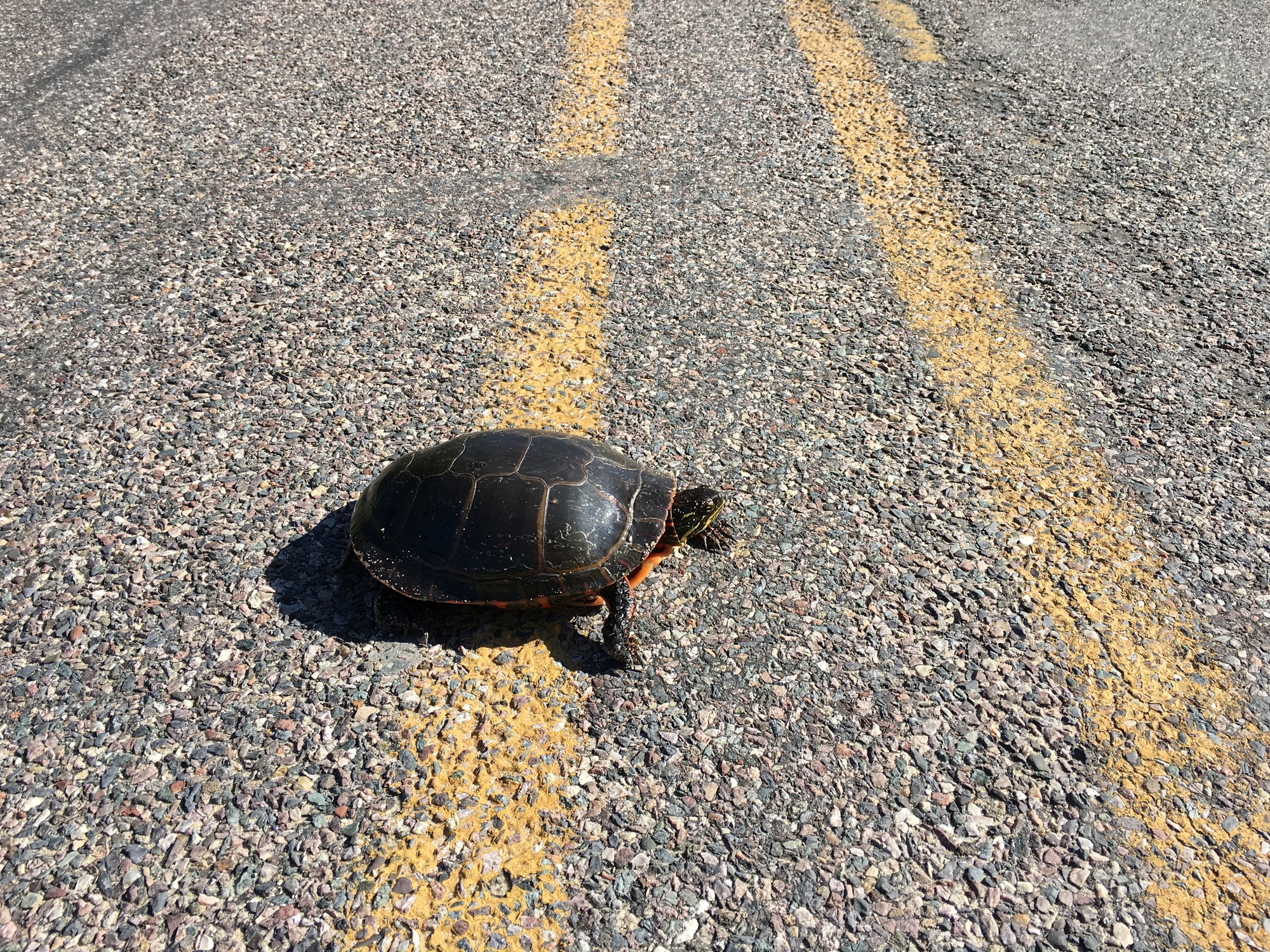 Turtle Crossing the Road