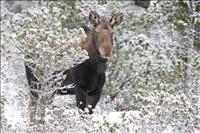 Moose peeking through snowy trees, Glacier Bay National Park and Preserve, 2015.. The moose (Alces alces) is the largest extant deer species. Easily recognized by the palmate (i.e., leaf-shaped) antlers of males while other deer species have dendritic (i.e., twig-like) antlers. These large animals typcially inhabit boreal and mixed deciduous forests of the Northern Hemisphere. Unfortunately, its range has been greatly reduced due to human activities and hunting.