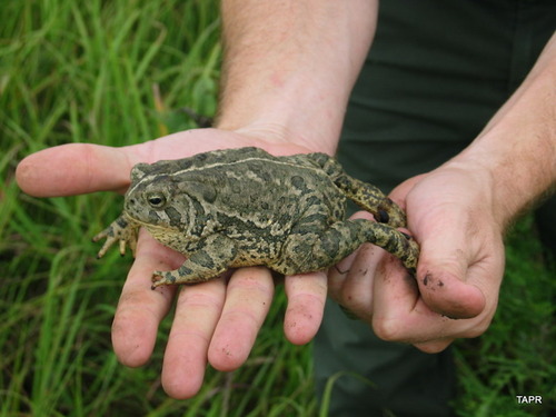 Two hands hold an olive and black mottled toad.