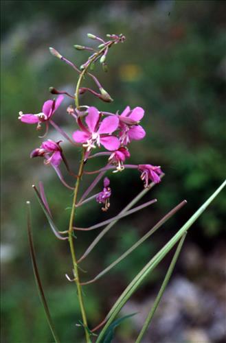 Badlands Flowers: Red, Pink, Blue