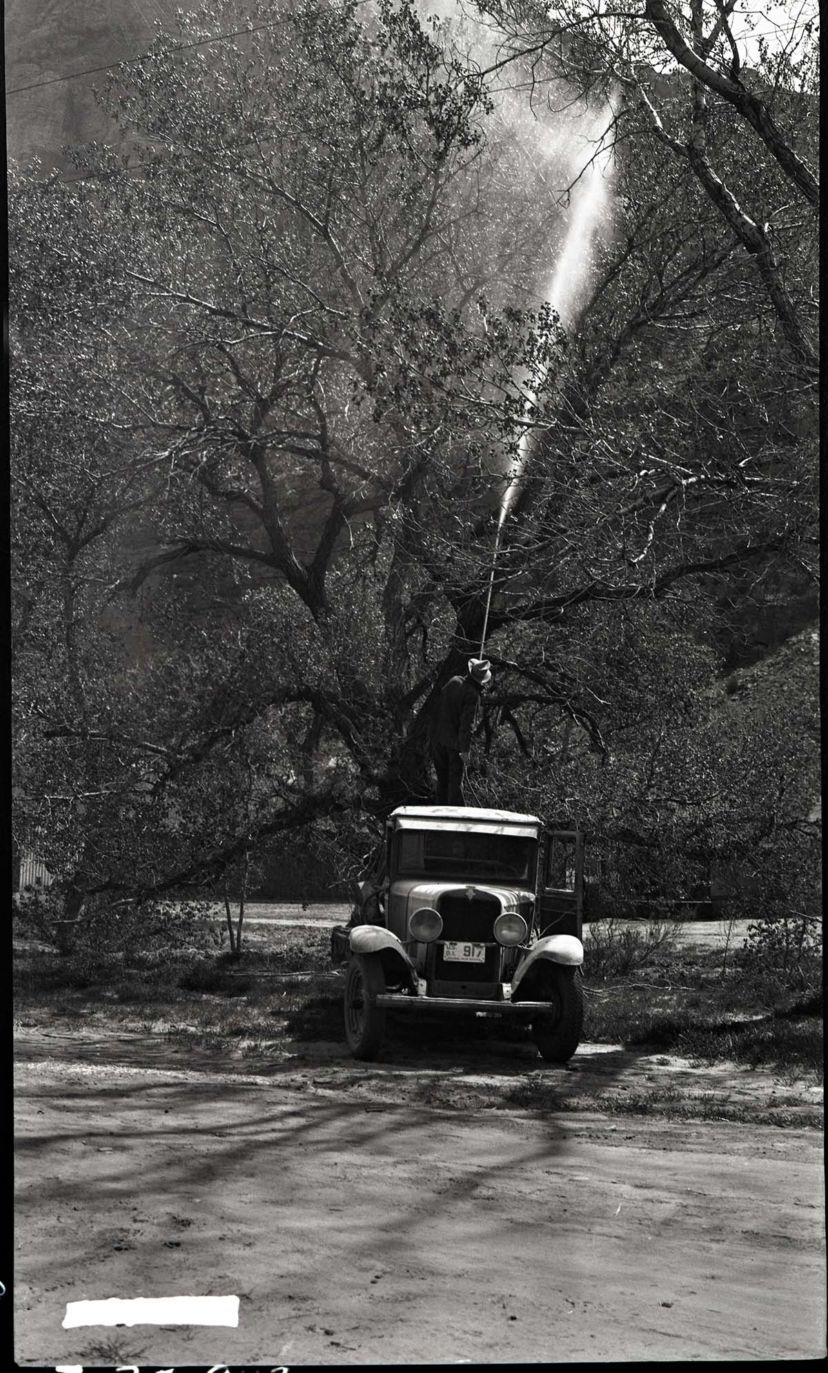 Insect control in Zion Canyon, spraying cottonwoods.