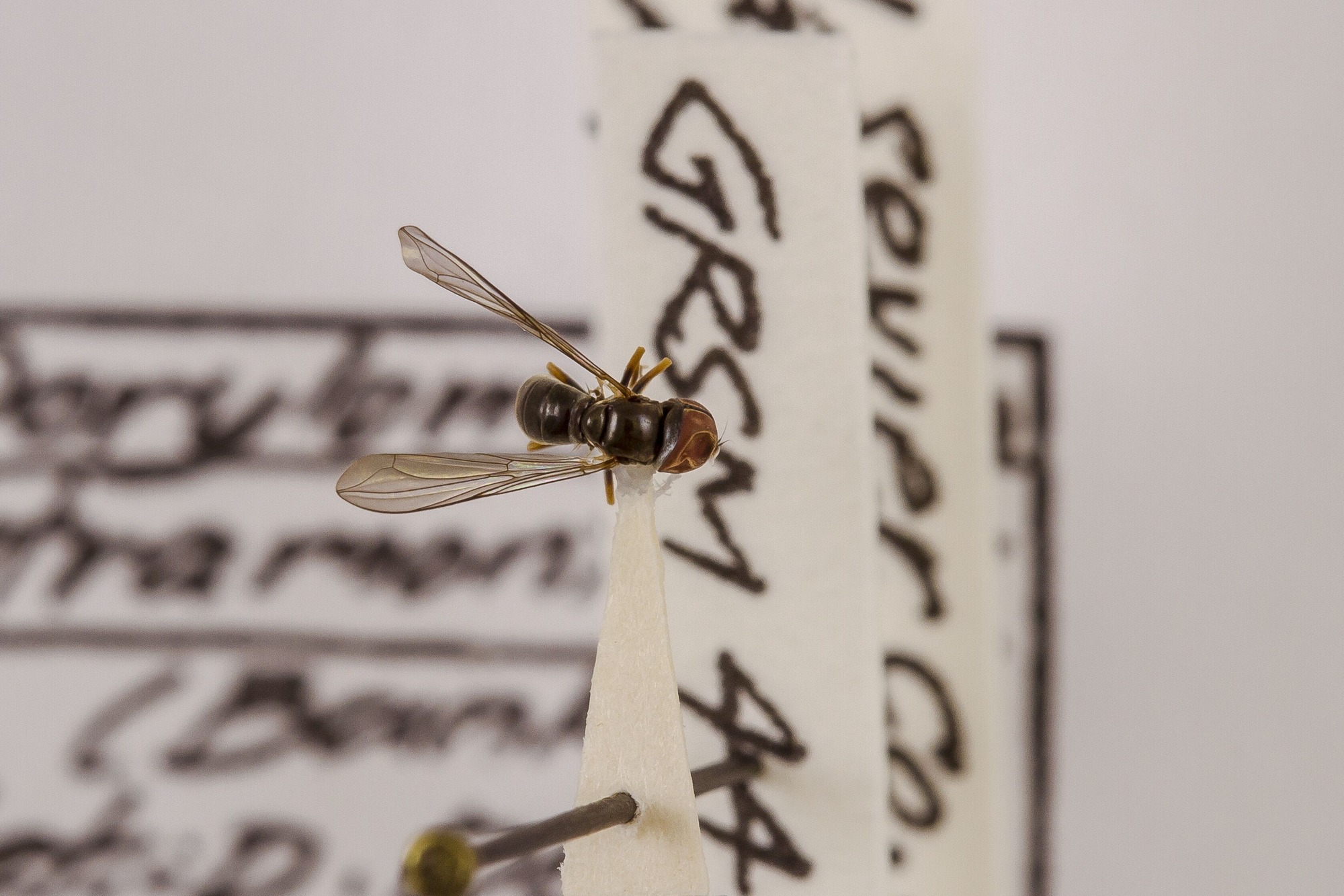 Image of Dorylomorpha atramontensis, a species of Animalia