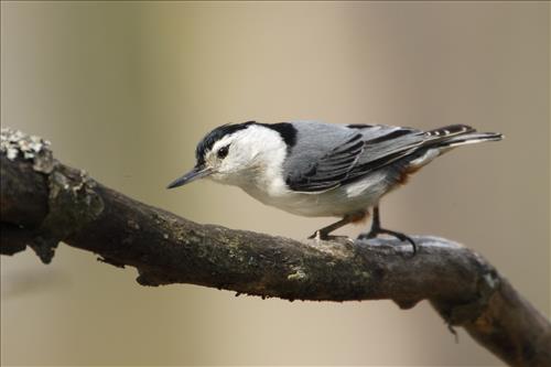 White-breasted nuthatch in Cuyahoga Valley National Park