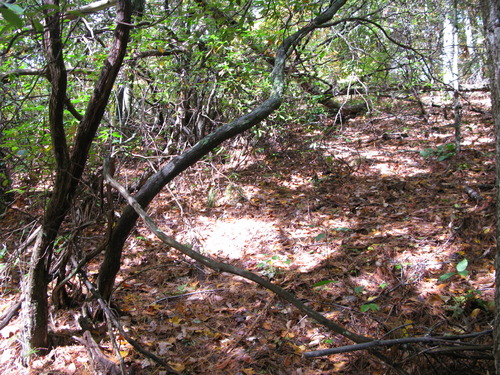 GRSM Accuracy Assessment. Plot Code: GRSM_AA_0150_2