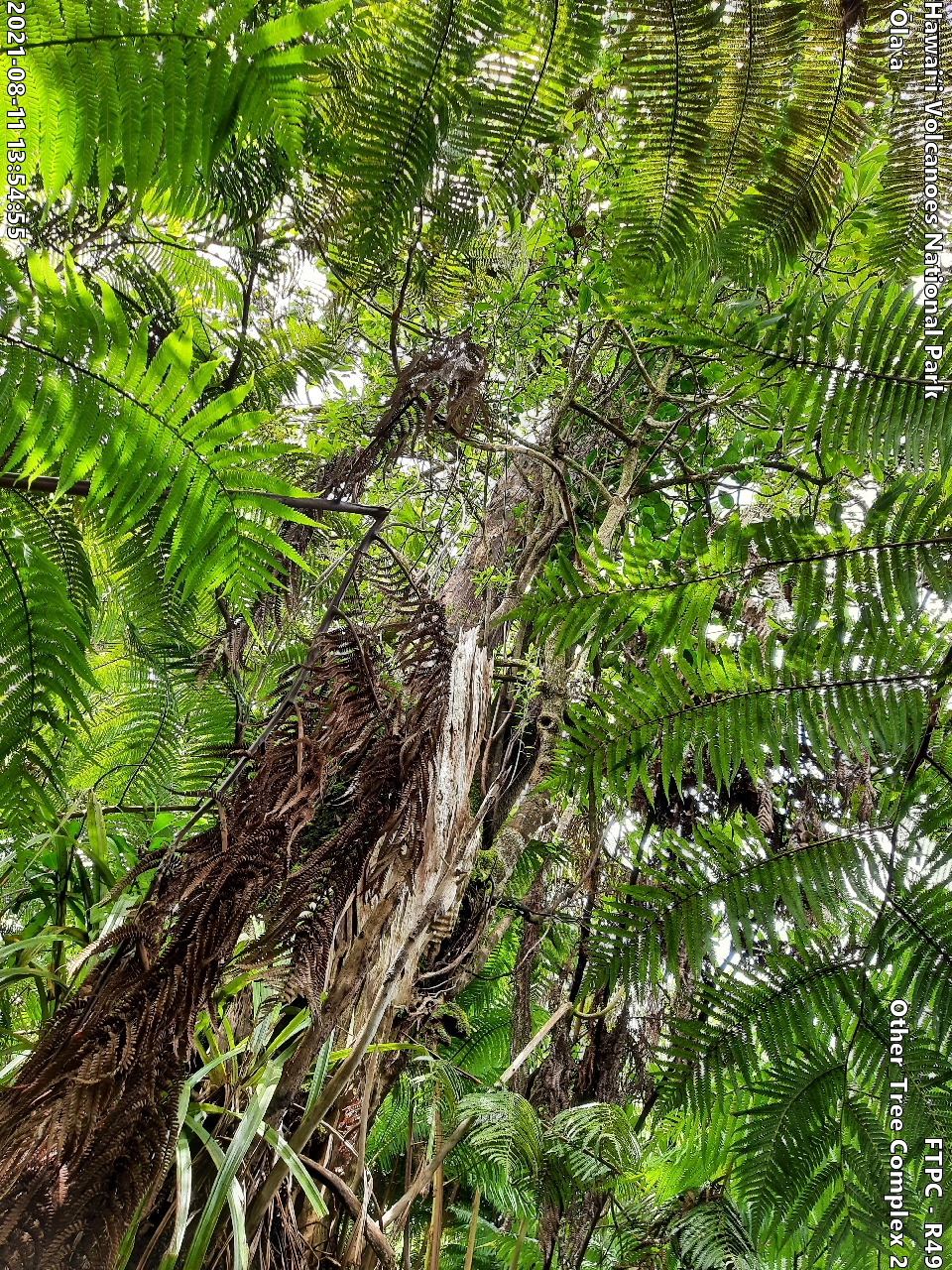 Photo of a phenomenon at the monitoring site. Phenomena may include a unique growth form of a plant, a tree complex (often a tight cluster of trees growing intertwined due to previous epiphytic growth) signs of pests or disease on a plant, signs of pig damage within the forest, or other unforeseen phenomenon. A short description is typically included in the photo subject after the keyword "Other".