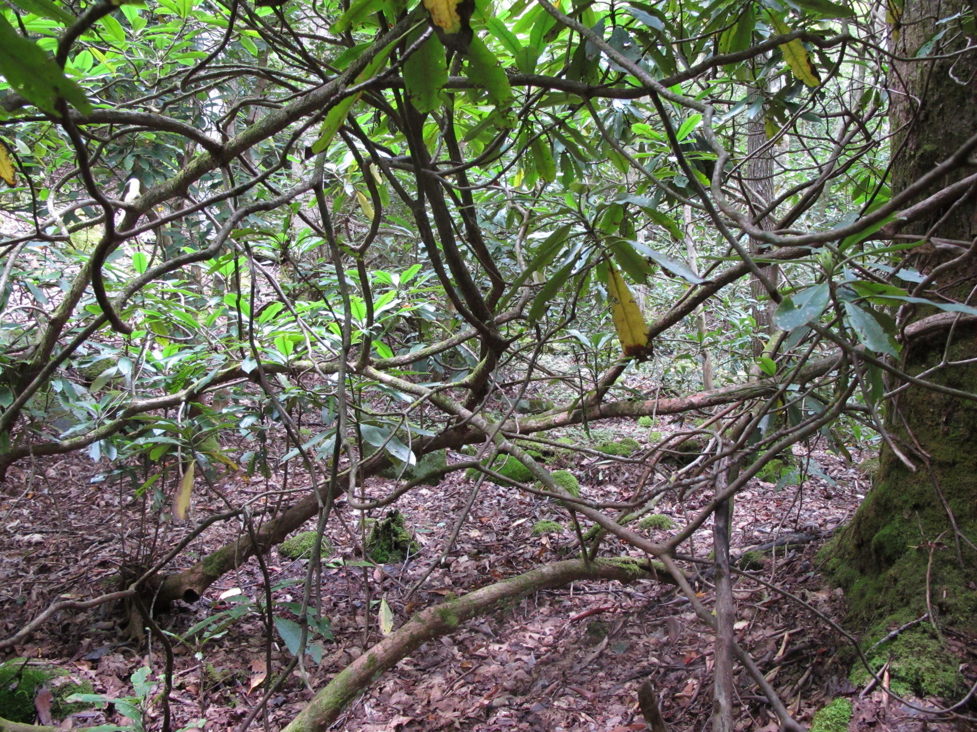 GRSM Accuracy Assessment. Plot Code: GRSM_AA_0199_2