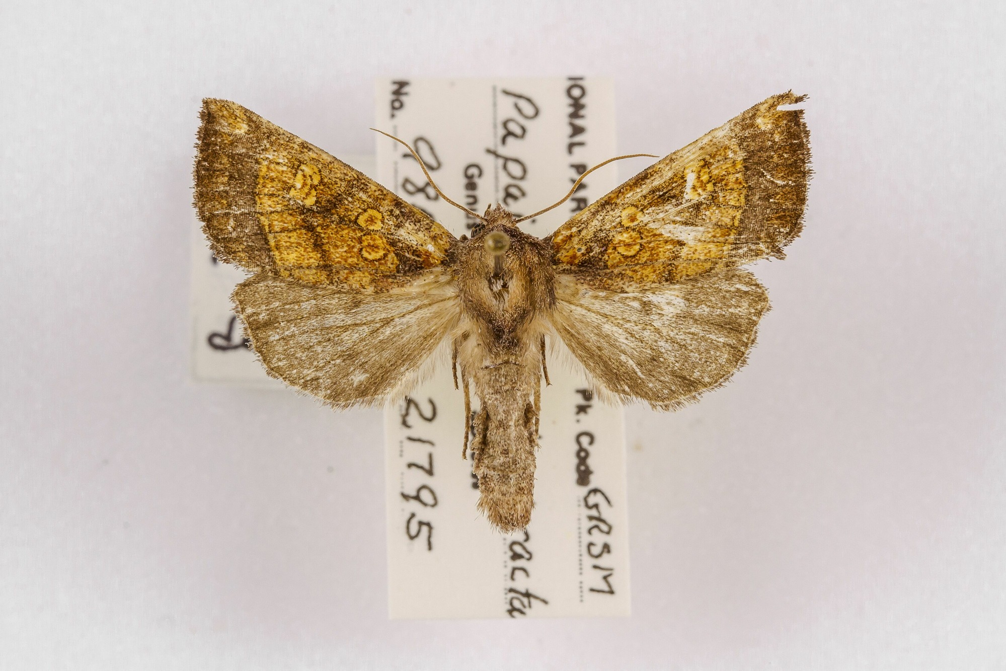 Image of Papaipema impecuniosa, a species of Animalia