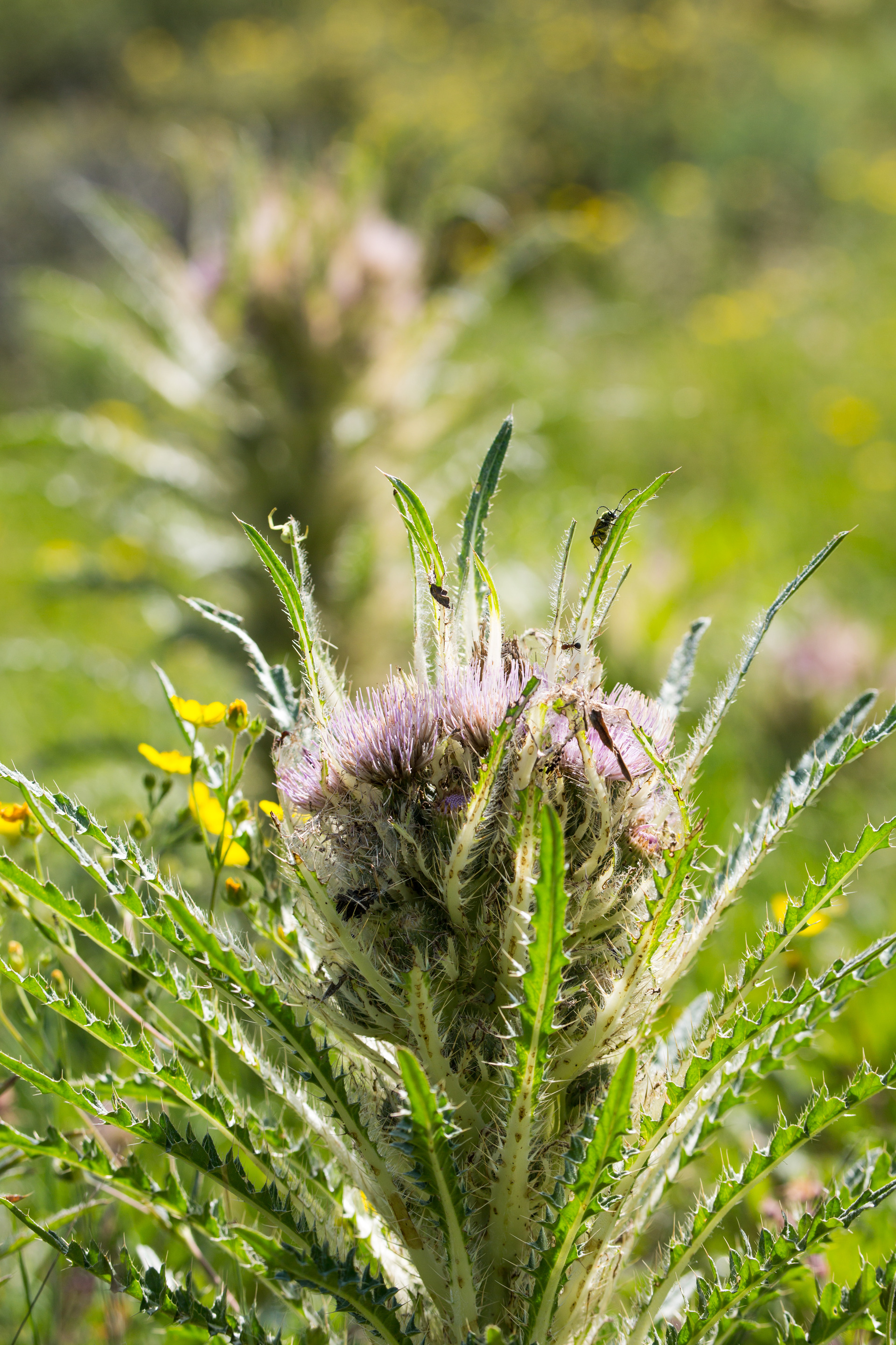 Large thistle with purple flower in middle