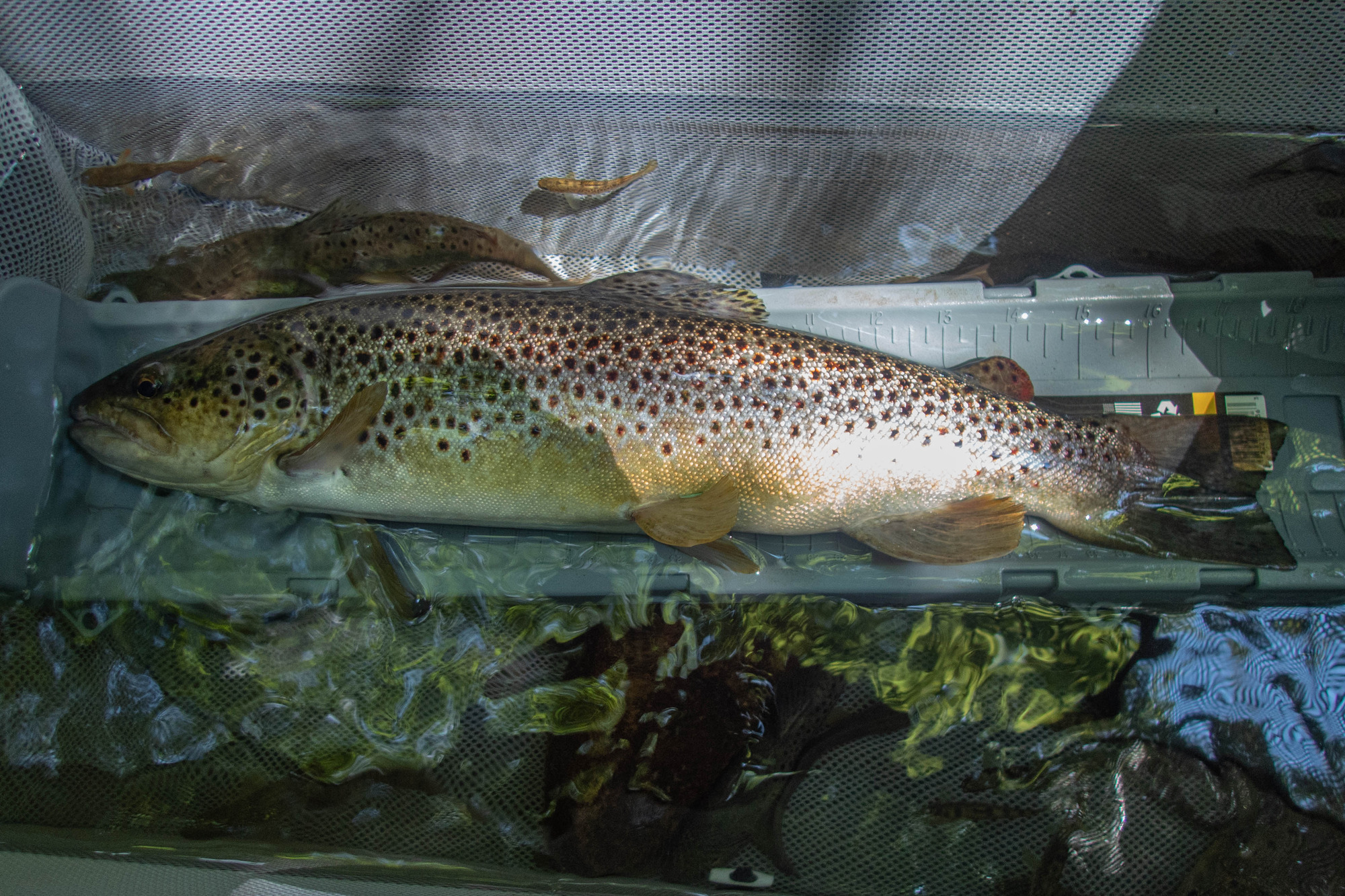 Salmo trutta (brown trout) - full body, large adult