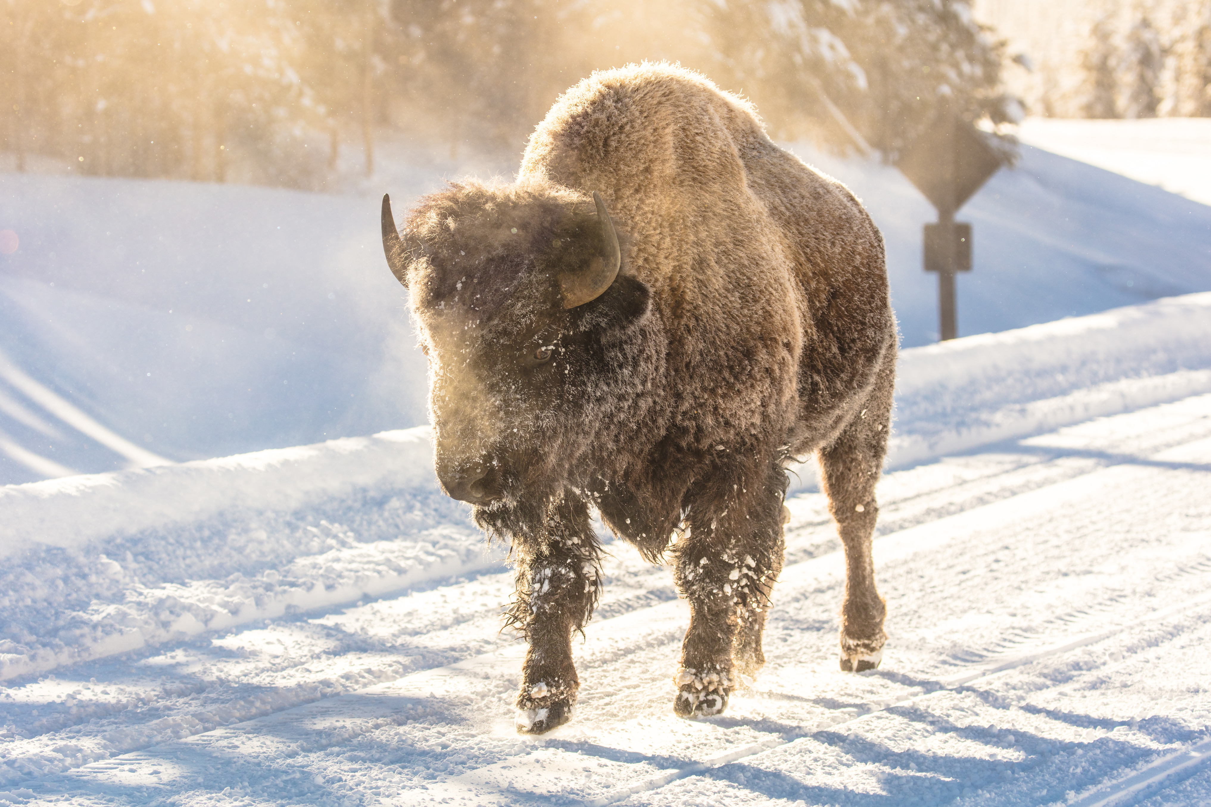 Frosty bison is walking on a snow packed road.